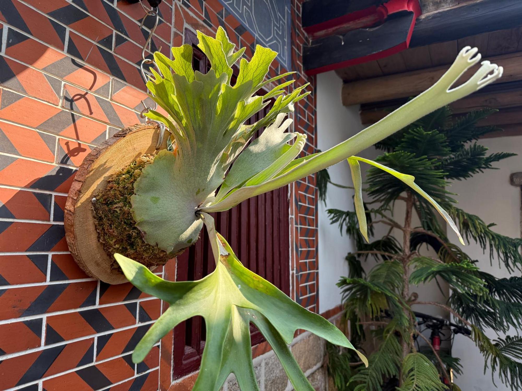 Grace Homestay Jincheng Exterior photo